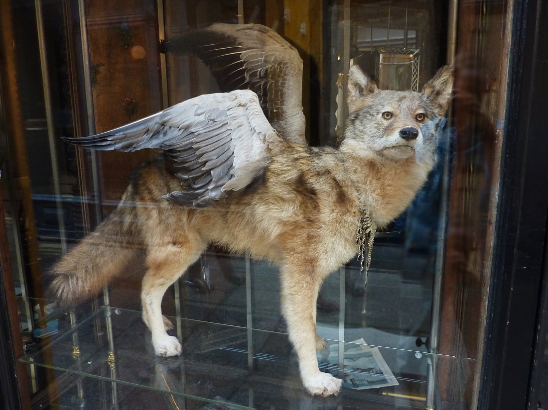 wildness in a glass case