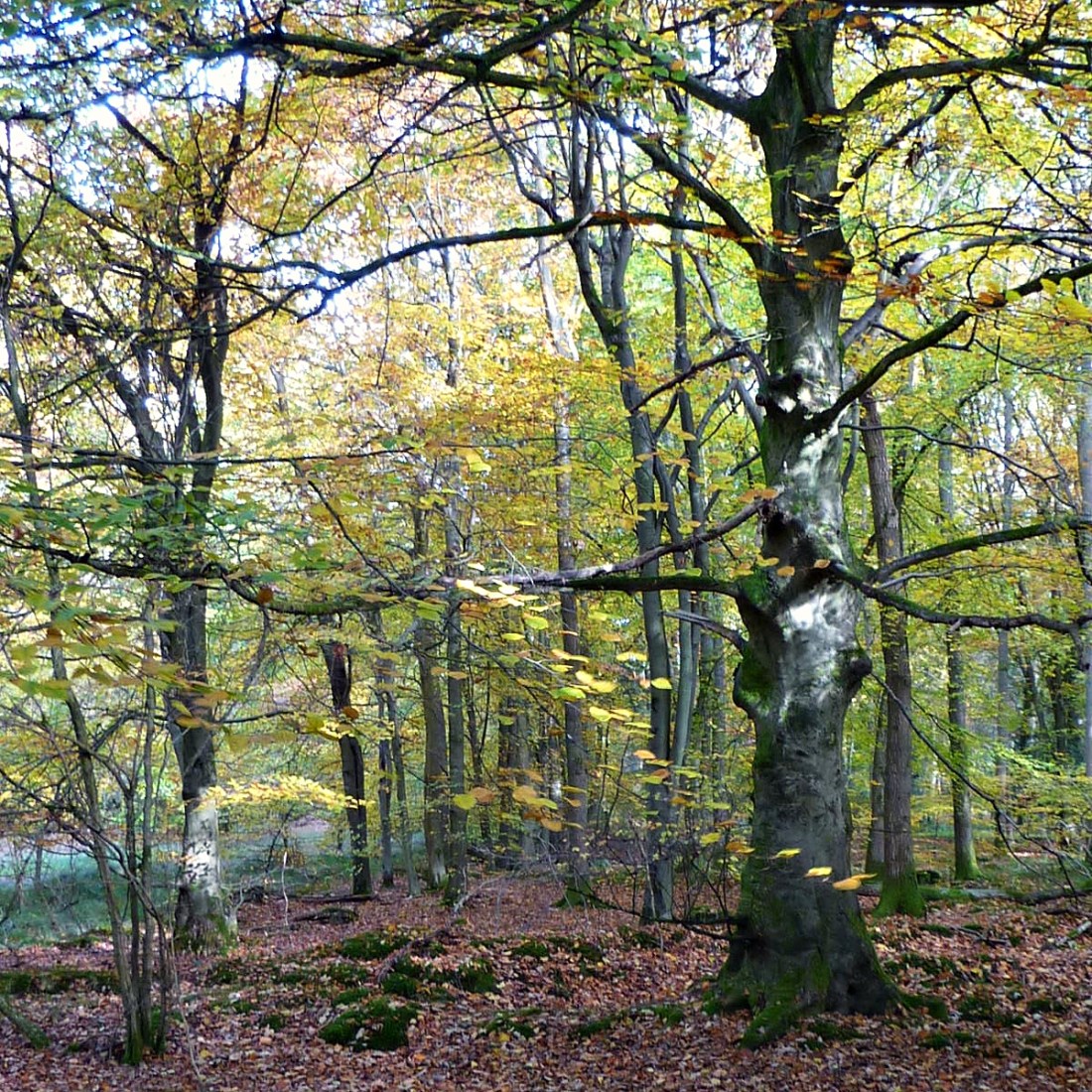 poems by Five pics by Five it's all ego