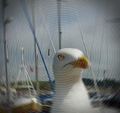 Watching for poetry by Five