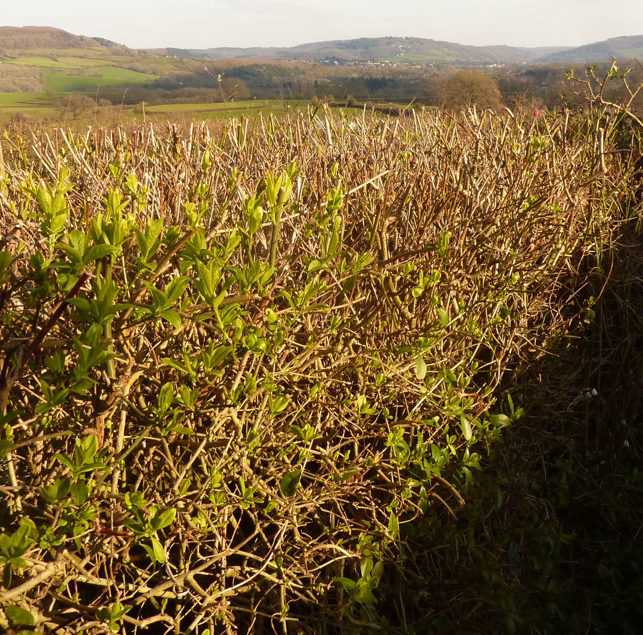 Spring's budding green confidence