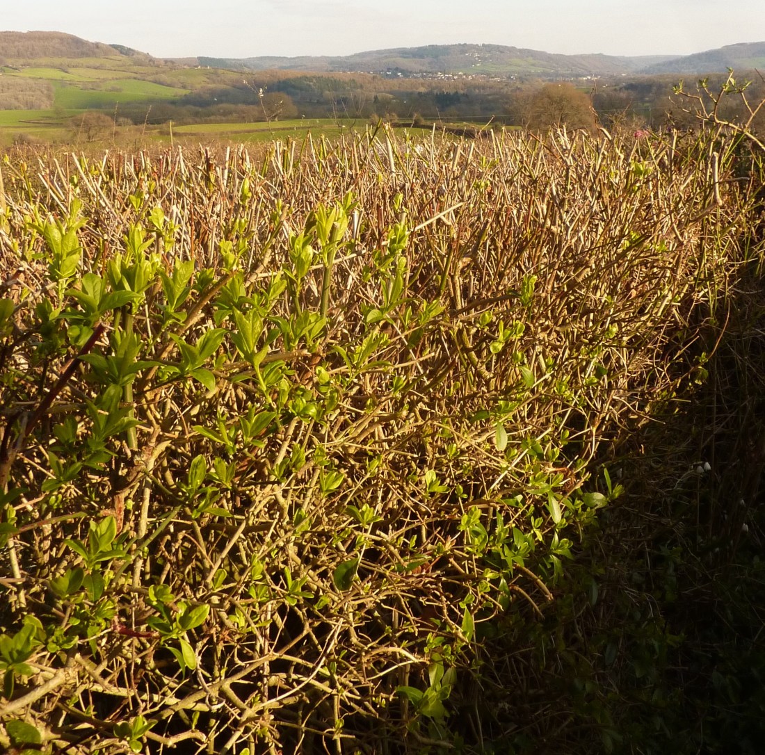 Spring's budding green confidence