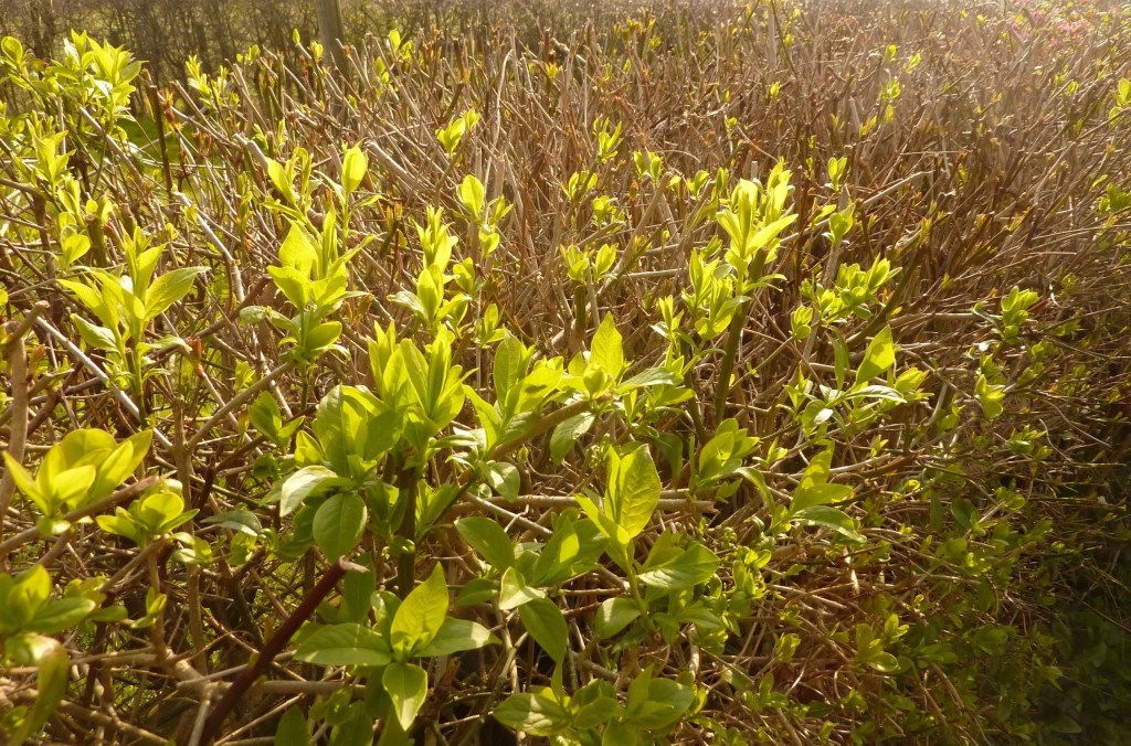 Can I allow budding love its surging green confidence?