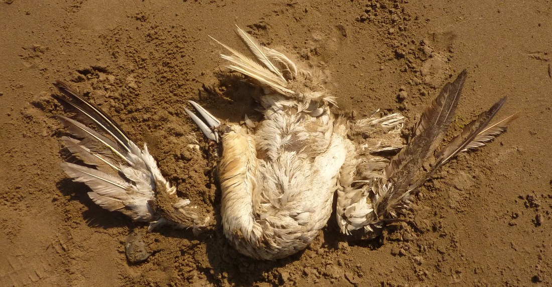 Dead Gannet at Broadhaven