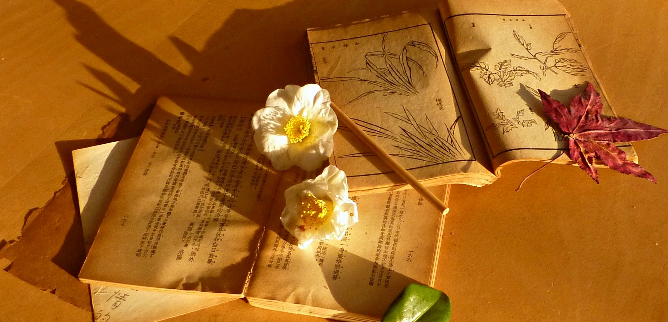 header for Verses of Five